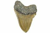 Serrated, Fossil Megalodon Tooth - North Carolina #309483-2